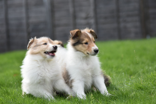 Rough collie puppies