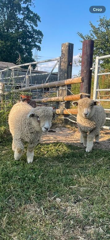 Ryeland x Lambs