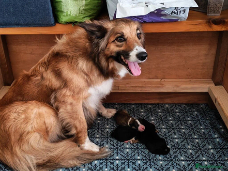 Beautiful Bordoodle Puppies from family home
