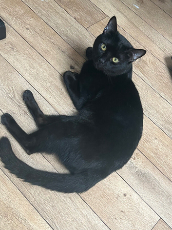 Beautiful black 7 month old cat