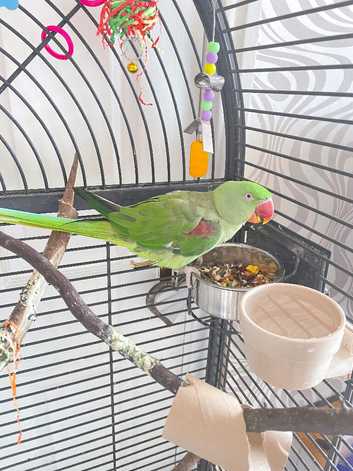 Alexandrine Parrot Female
