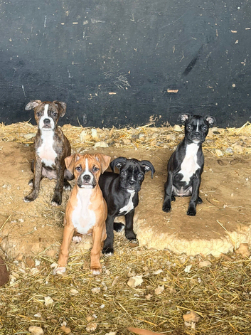 View today! Boxer x Boston terrier. Aka mini boxer quick sale