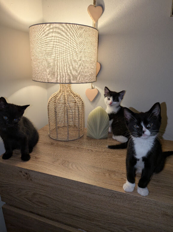 Three kittens,two female one male