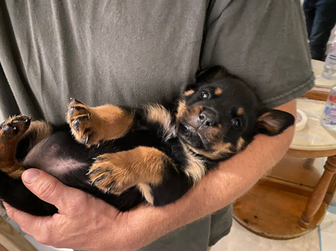 Two females ready for forever homes from the 14th of October