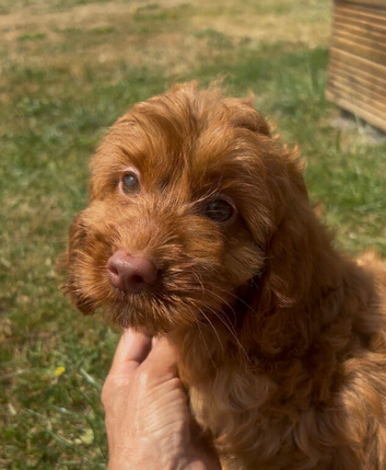 Cute and cuddly F1 Cockapoo girls ready now!
