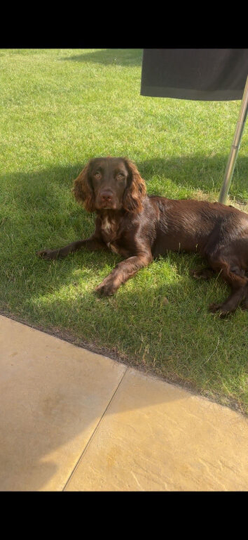 8 month old sprocker
