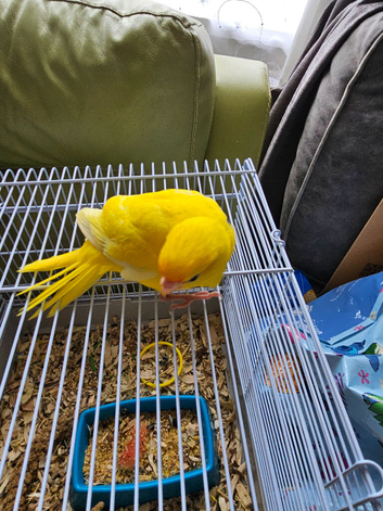 4 handreared buttercup kakarikis