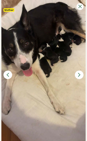 Cocker x collie pups