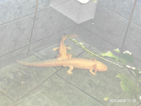 Axolotl, golden adults