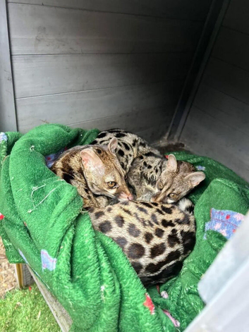Cape genets unrelated pair 3 years old