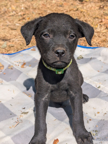 Labrador x rottweiler pups