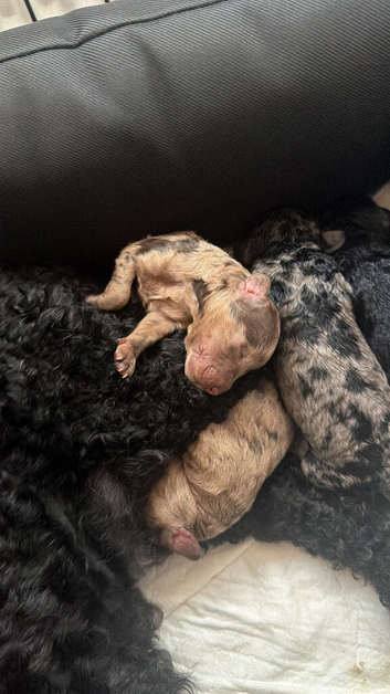 Beautiful Cockapoo Puppies - 5 Adorable Little Ones\!