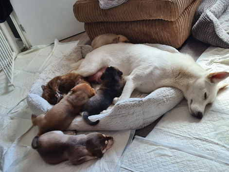 Siberian Husky x Staffy&times;mastiff