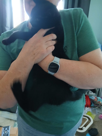 6 month old kitten
