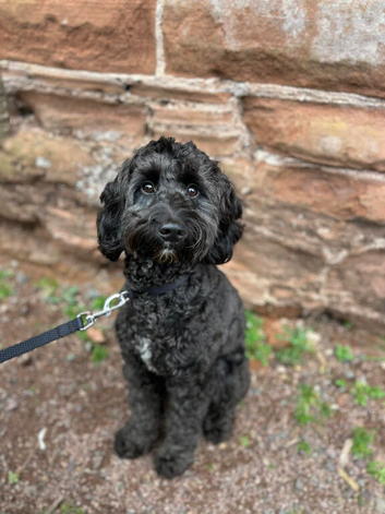 11 month old cockapoo