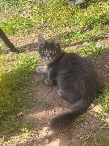 Maine coon boy 18 weeks old