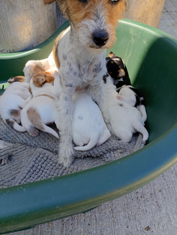 Jack Russell puppies