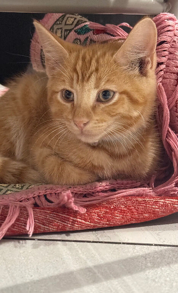 Ginger Bengal