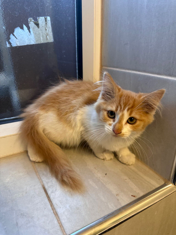 Beautiful ginger tabby female
