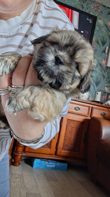 Shih Tzu pups (2 males)