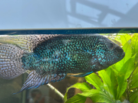 Electric blue Jack Dempsey cichlid