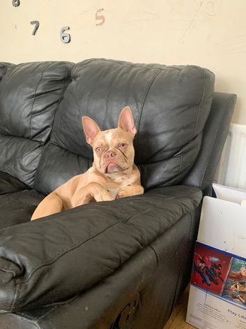 Male French bull dog