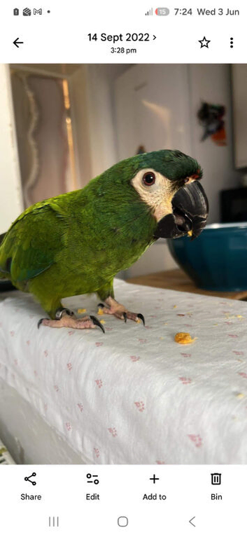 Macaw illiger macaw