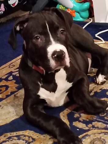 Staffordshire terrier