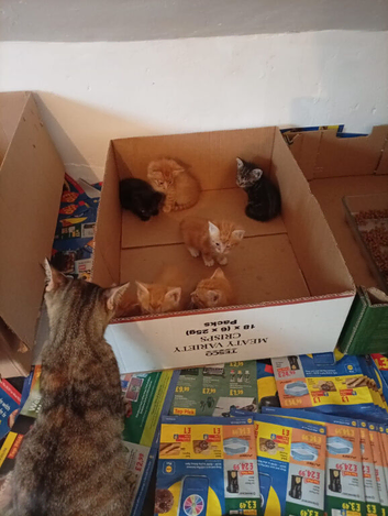 5 males ginger kitten and two girls