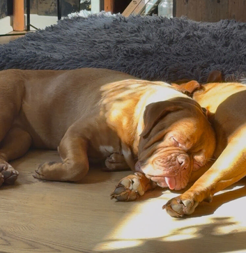 Dogue de Bordeaux girl
