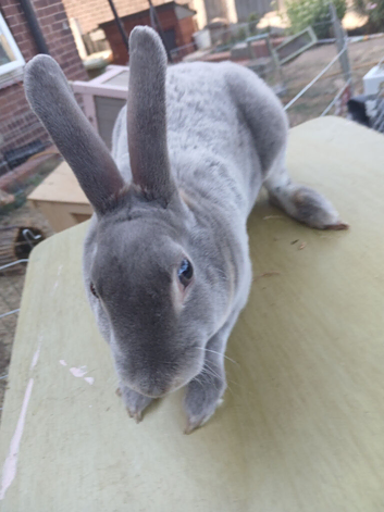 Lilac otter mini rex