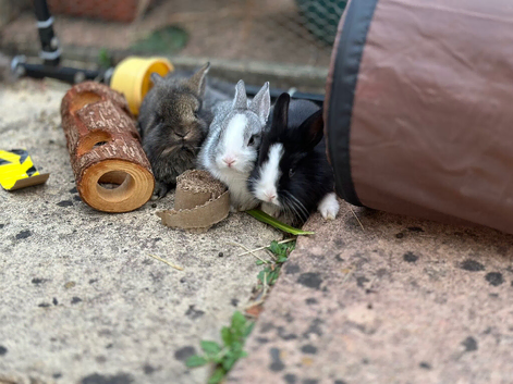 Baby Bunnies!
