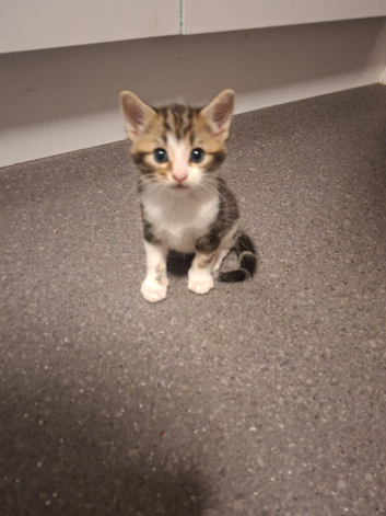 Female kittens