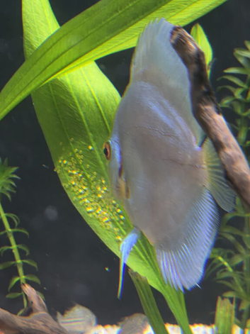 Discus