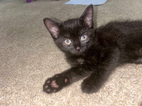 Beautiful 7 week old kitten for sale