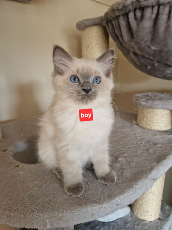 Kittens for sale