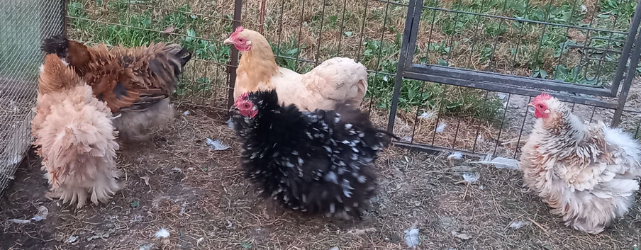 Pekin hens