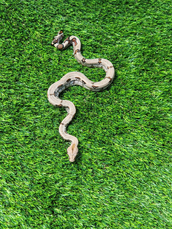 Baby motley boas