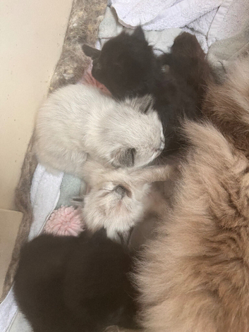 Cute ragdoll mix kittens looking for loving home