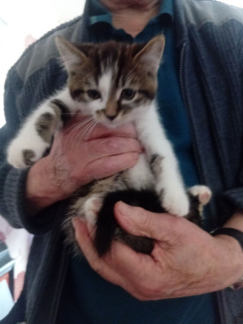 Lovely kitten
