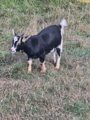 Pigmy goats female