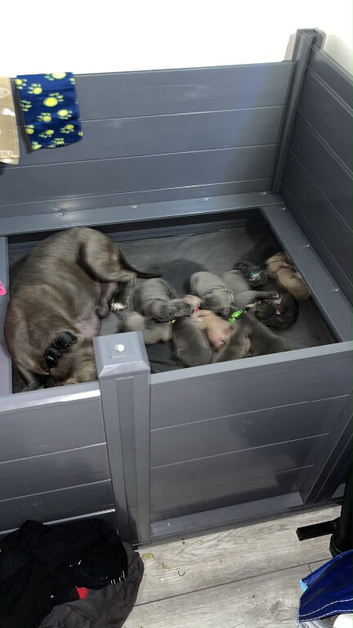 Blue Nose Staff cross Cane Corso