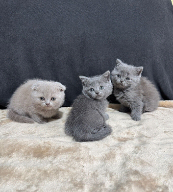 Scottish fold/straight for sale