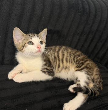 Adorable 10 weeks kitten