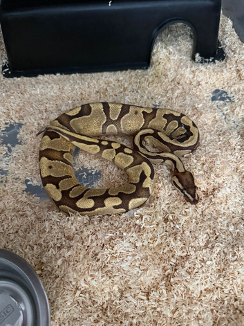 Orange Dream Enchi Fire Het Clown