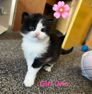 Adorable Kittens