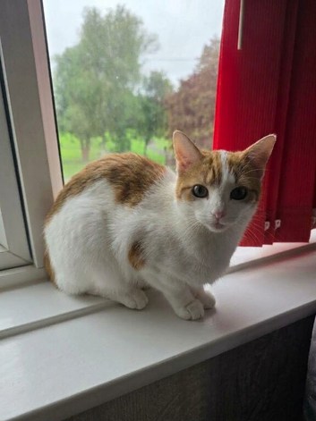 3 female cats for sale