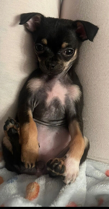 Chihuahua 17week old