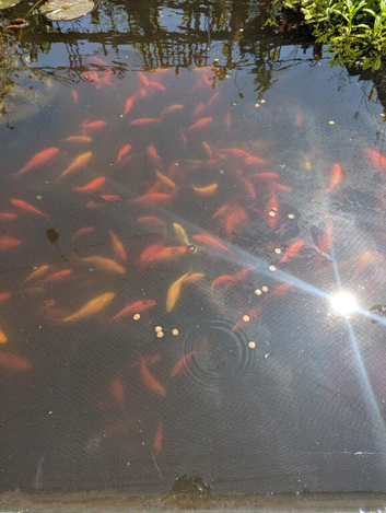 Goldfish