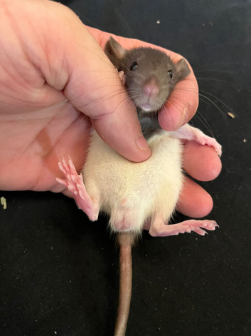 3 brothers 2 standard 1 Rex 6 weeks old